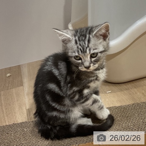 アメリカンショートヘアの写真