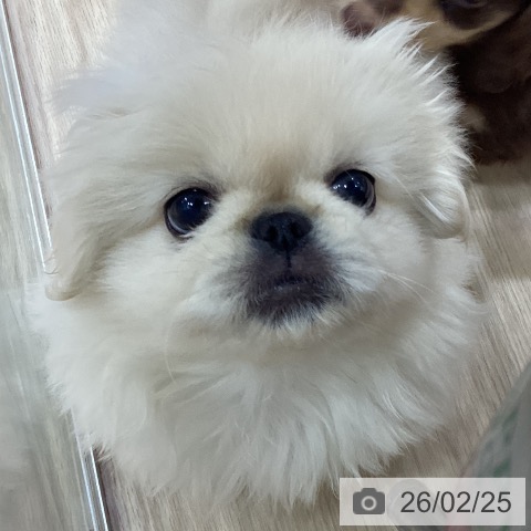 ペキニーズの写真