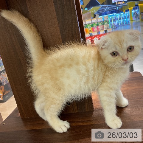 スコティッシュフォールドの写真