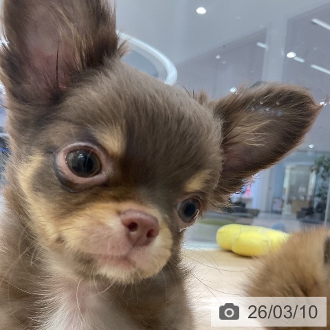 愛知県のチワワ(ロング) (ペットプラス イオンモール豊川店/2025年12月26日生まれ/男の子/チョコレートタン)の子犬の4枚目の画像