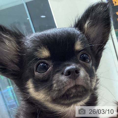 愛知県のチワワ(ロング) (ペットプラス イオンモール長久手店/2025年12月26日生まれ/男の子/ブラックタン)の子犬の4枚目の画像