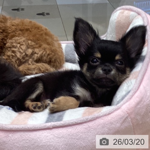 愛知県のチワワ(ロング) (ペットプラス イオンモール長久手店/2025年12月26日生まれ/男の子/ブラックタン)の子犬の3枚目の画像