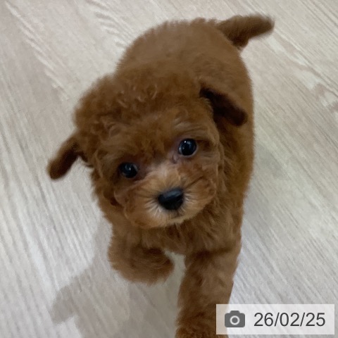 トイ・プードルの写真