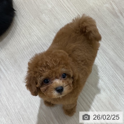 トイ・プードルの写真