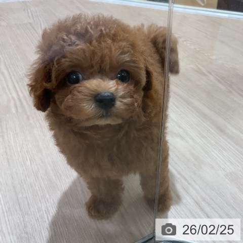 トイ・プードルの写真