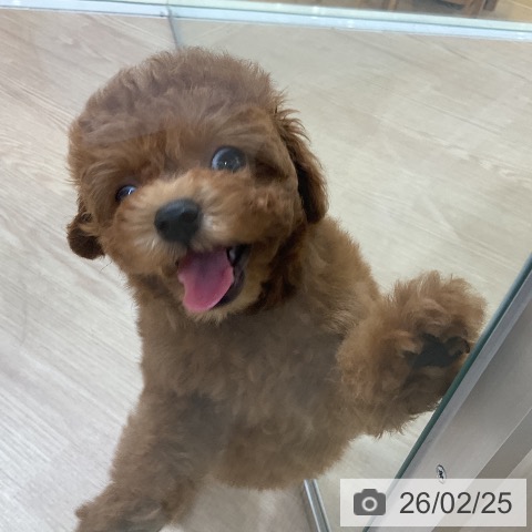 トイ・プードルの写真