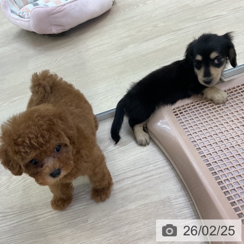 トイ・プードルの写真