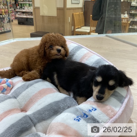 トイ・プードルの写真