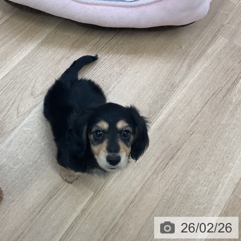 愛知県のミニチュアダックスフンド(ロング) (ペットプラス mozoワンダーシティ店/2025年12月25日生まれ/男の子/ブラックタン)の子犬の3枚目の画像