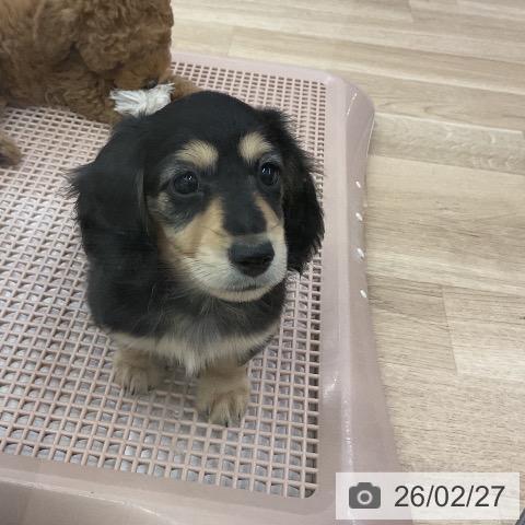 ミニチュア・ダックスフンドの写真