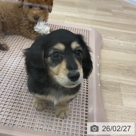 ミニチュア・ダックスフンドの写真