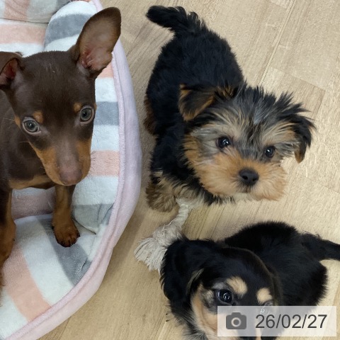 ミニチュア・ダックスフンドの写真