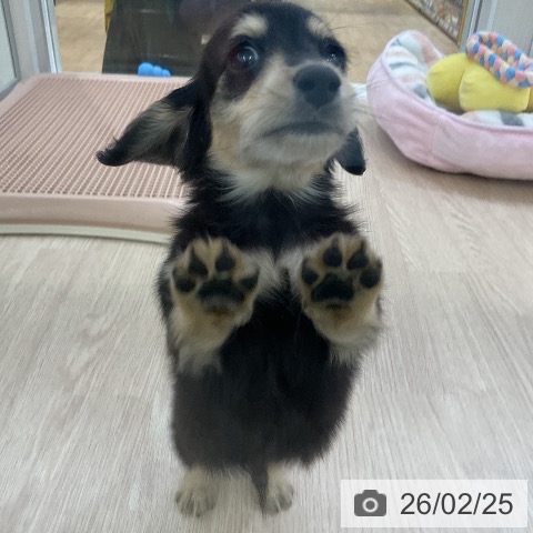 ミニチュア・ダックスフンドの写真