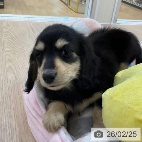 ミニチュア・ダックスフンドの写真