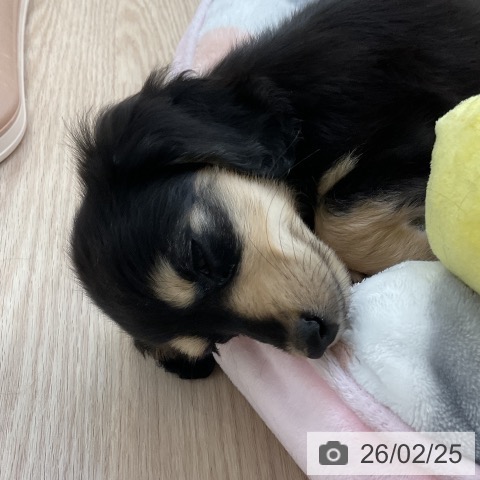 ミニチュア・ダックスフンドの写真