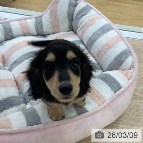 ミニチュア・ダックスフンドの写真