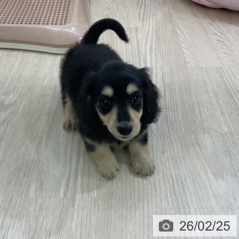 ミニチュア・ダックスフンドの写真