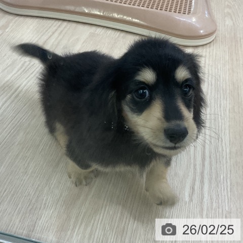 ミニチュア・ダックスフンドの写真