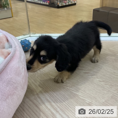 ミニチュア・ダックスフンドの写真