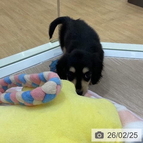 ミニチュア・ダックスフンドの写真