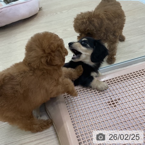 ミニチュア・ダックスフンドの写真