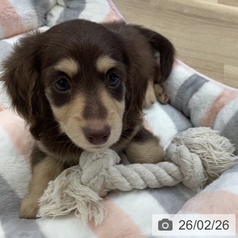 岐阜県のミニチュアダックスフンド(ロング) (ペットプラス 各務原店/2025年12月25日生まれ/男の子/チョコレートタン)の子犬の4枚目の画像