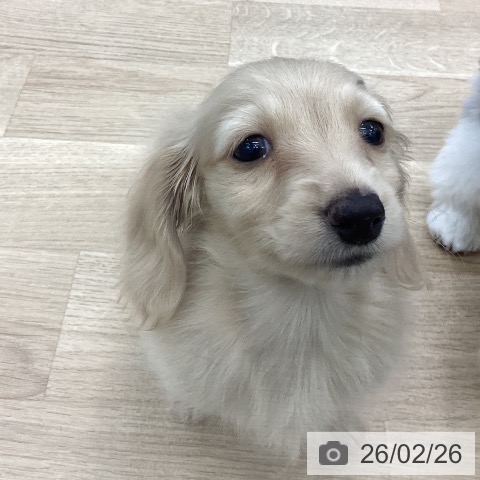 ミニチュア・ダックスフンドの写真