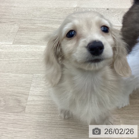 ミニチュア・ダックスフンドの写真