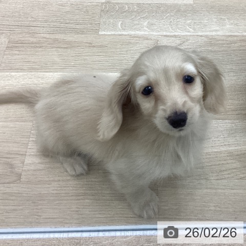 ミニチュア・ダックスフンドの写真