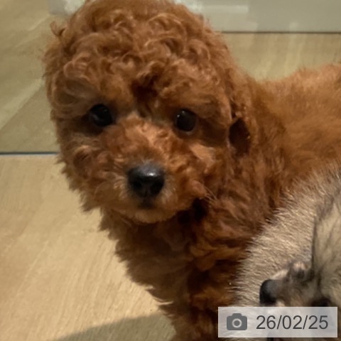 愛知県のトイプードル(トイ) (ペットプラス 岡崎店/2025年12月25日生まれ/男の子/レッド)の子犬の4枚目の画像