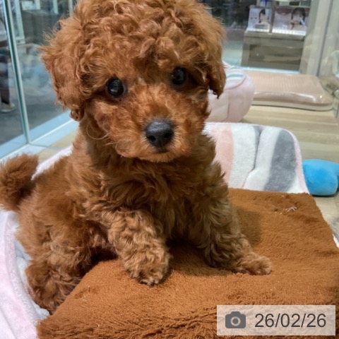 愛知県のトイプードル(トイ) (ペットプラス 岡崎店/2025年12月25日生まれ/男の子/レッド)の子犬の3枚目の画像