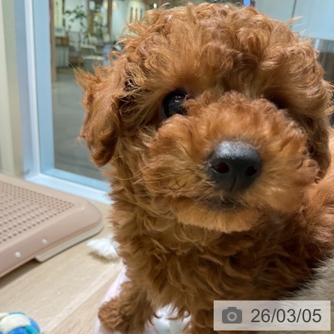 愛知県のトイプードル(トイ) (ペットプラス 岡崎店/2025年12月25日生まれ/男の子/レッド)の子犬の3枚目の画像