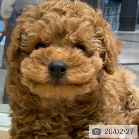 トイ・プードルの写真