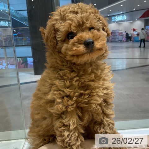 トイ・プードルの写真