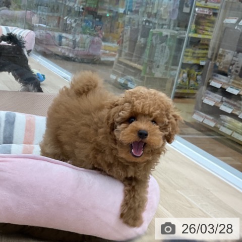 愛知県のトイプードル(トイ) (ペットプラス 豊橋牧野店/2025年12月25日生まれ/男の子/アプリコット)の子犬の3枚目の画像