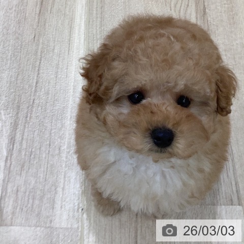 岐阜県のトイプードル(トイ) (ペットプラス 各務原店/2025年12月25日生まれ/男の子/アプリコット)の子犬の4枚目の画像