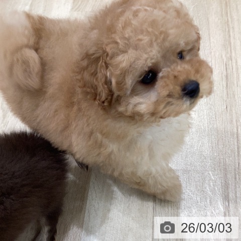 岐阜県のトイプードル(トイ) (ペットプラス 各務原店/2025年12月25日生まれ/男の子/アプリコット)の子犬の3枚目の画像