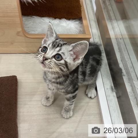 アメリカンショートヘアの写真