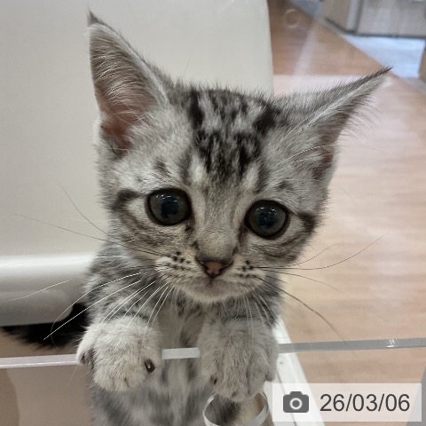 アメリカンショートヘアの写真