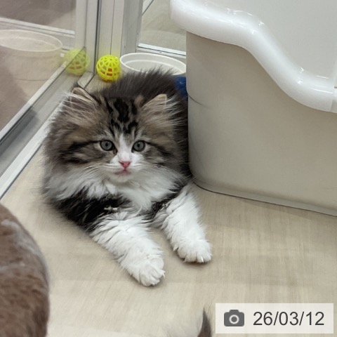 ラガマフィンの写真