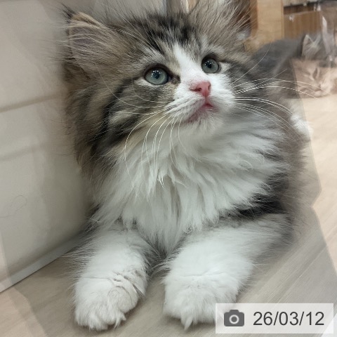 ラガマフィンの写真