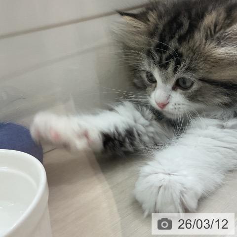 ラガマフィンの写真