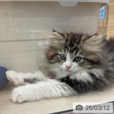 ラガマフィンの写真