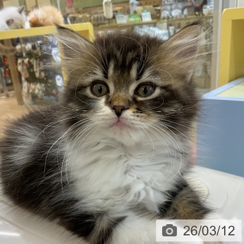 ラガマフィンの写真