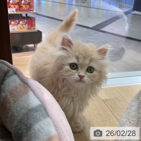 サイベリアンの写真