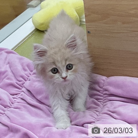 福井県のサイベリアン (ペットプラス 福井店/2025年12月28日生まれ/男の子/クリームタビーホワイト)の子猫の4枚目の画像