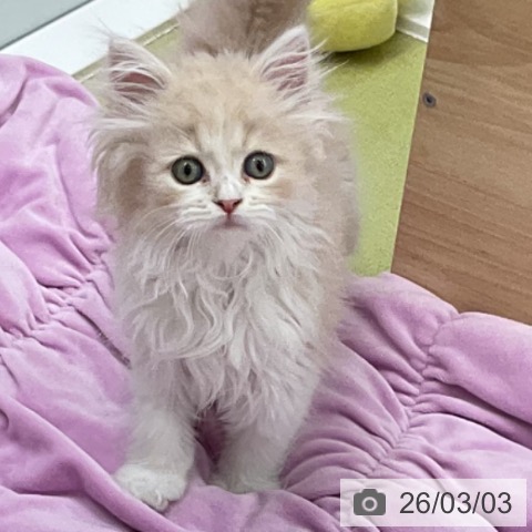 福井県のサイベリアン (ペットプラス 福井店/2025年12月28日生まれ/男の子/クリームタビーホワイト)の子猫の3枚目の画像