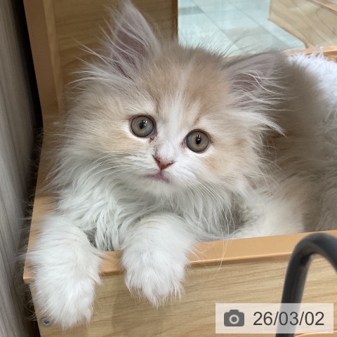 愛知県のサイベリアン (ペットプラス ナゴヤドーム前店/2025年12月28日生まれ/女の子/クリームタビーホワイト)の子猫の4枚目の画像