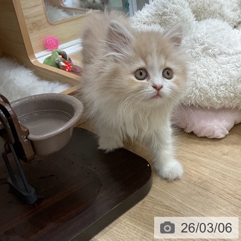 愛知県のサイベリアン (ペットプラス ナゴヤドーム前店/2025年12月28日生まれ/女の子/クリームタビーホワイト)の子猫の3枚目の画像