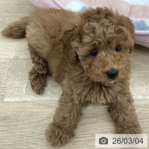 愛知県のトイプードル(トイ) (ペットプラス 豊橋牧野店/2025年12月26日生まれ/男の子/レッド)の子犬の3枚目の画像